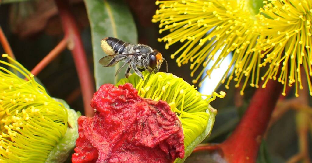 Megachile chrysopyga on Illyarrie (Eucalyptus erythrocorys), WA © Gary Taylor