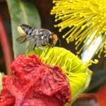 Megachile chrysopyga on Illyarrie (Eucalyptus erythrocorys), WA © Gary Taylor