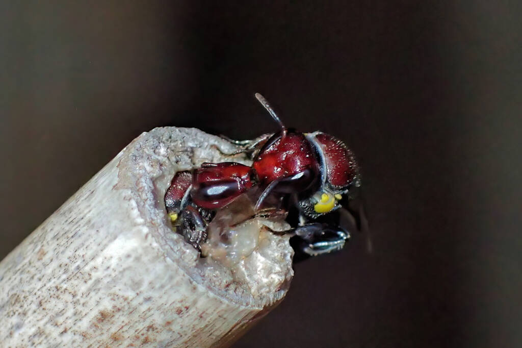 Meroglossa rubricata © Gary Taylor