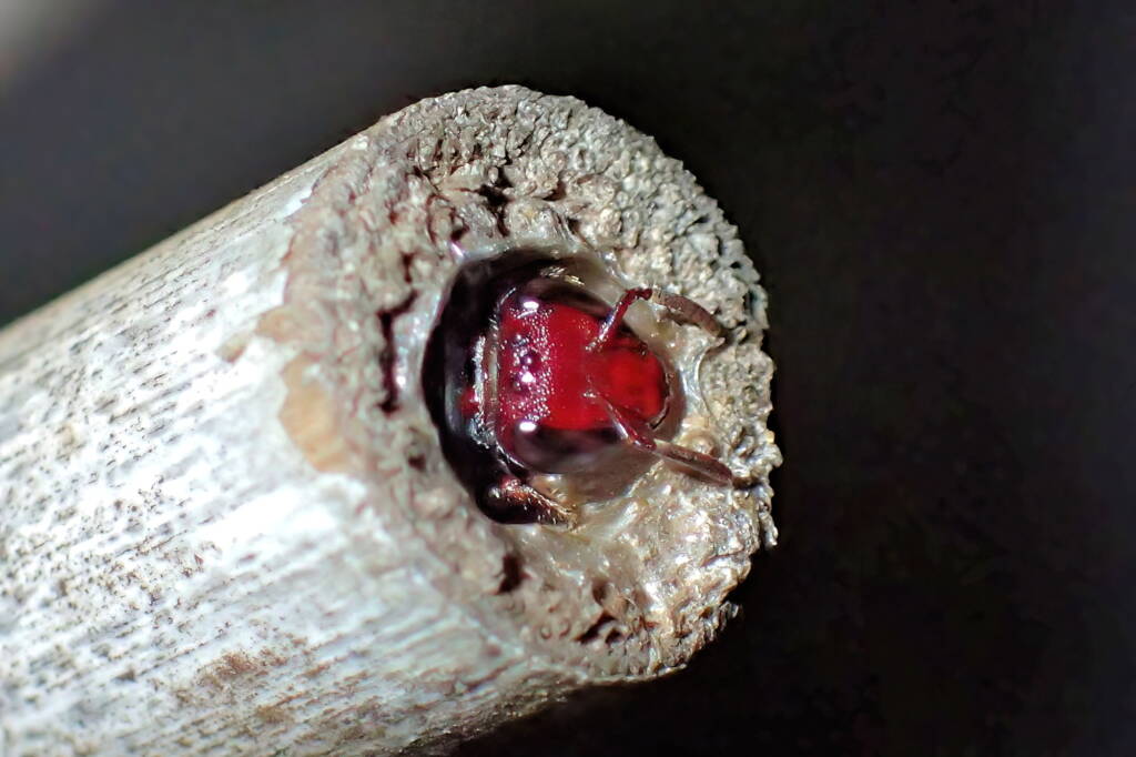 Meroglossa rubricata © Gary Taylor