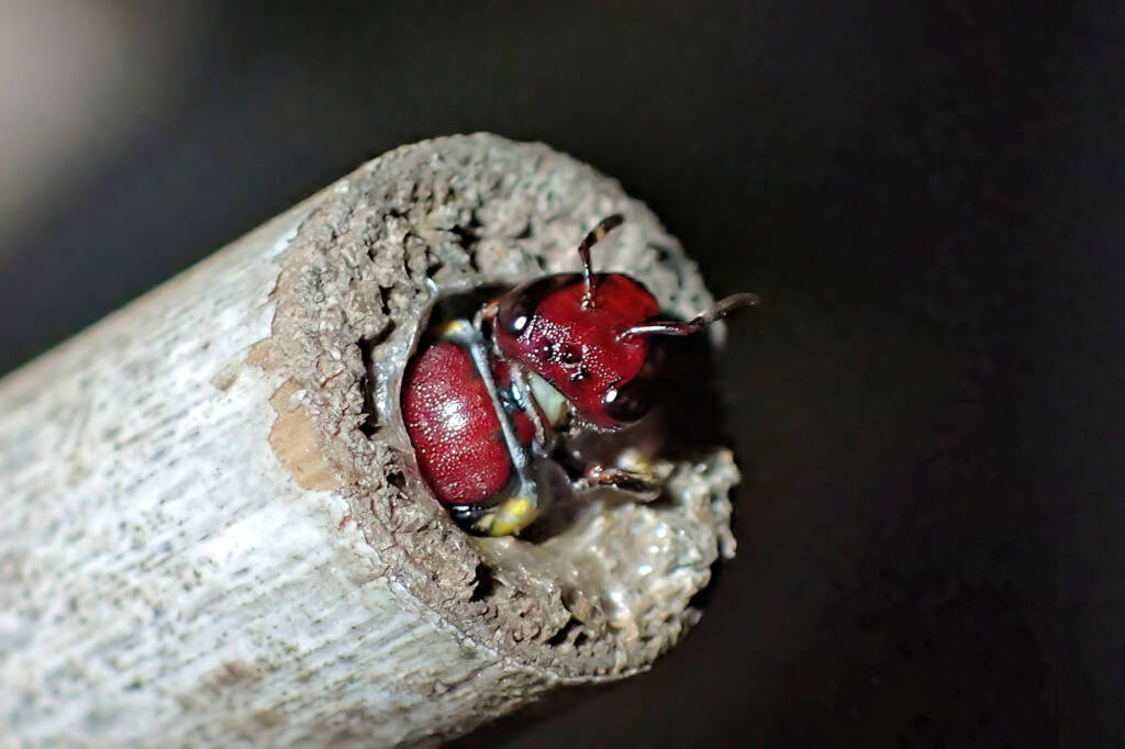 Meroglossa rubricata © Gary Taylor