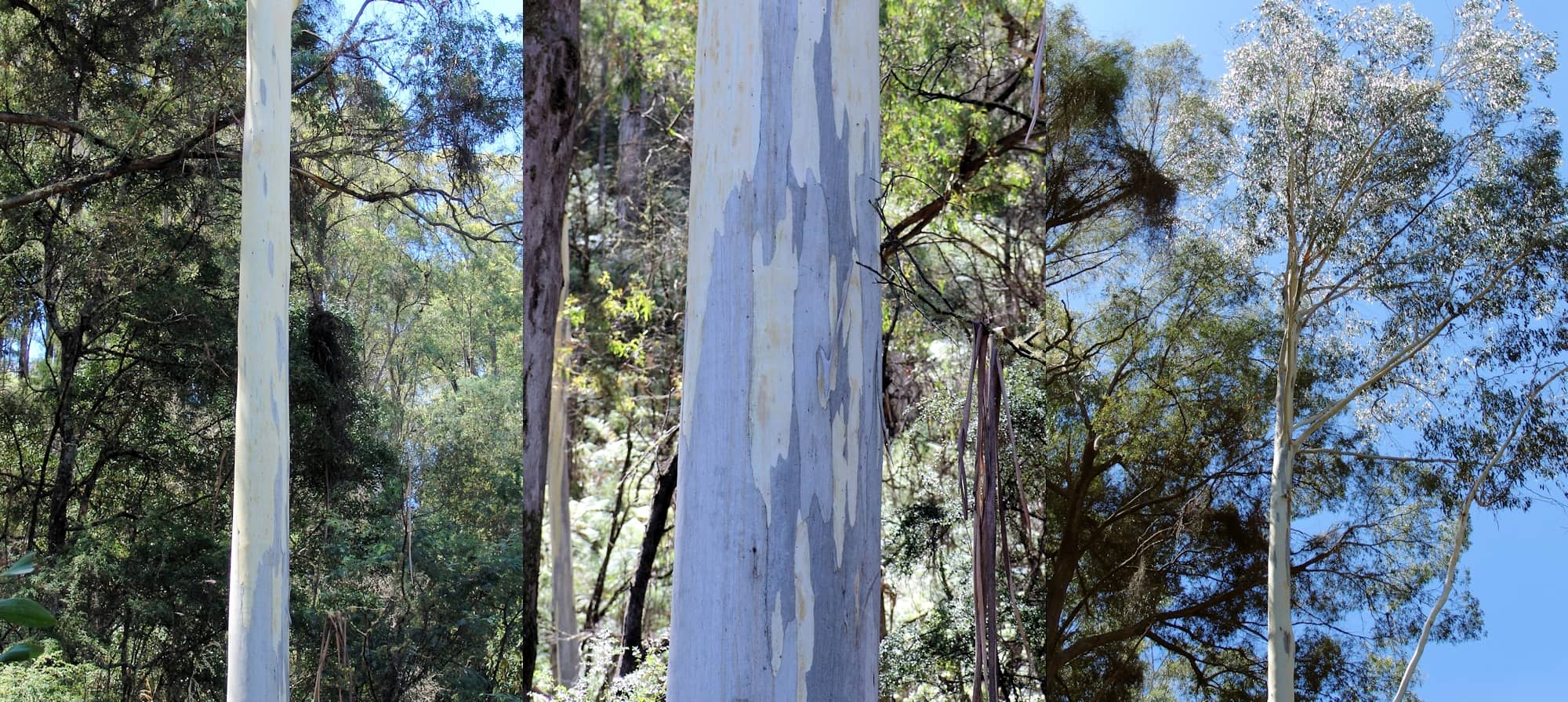 Eucalyptus, Mountain Creek, Alpine region, Victoria