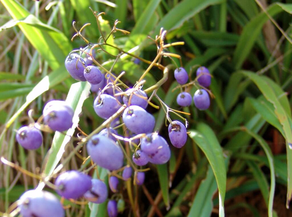 Dianella tasmanica, Mountain Creek, VIC