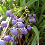 Dianella tasmanica, Mountain Creek, VIC