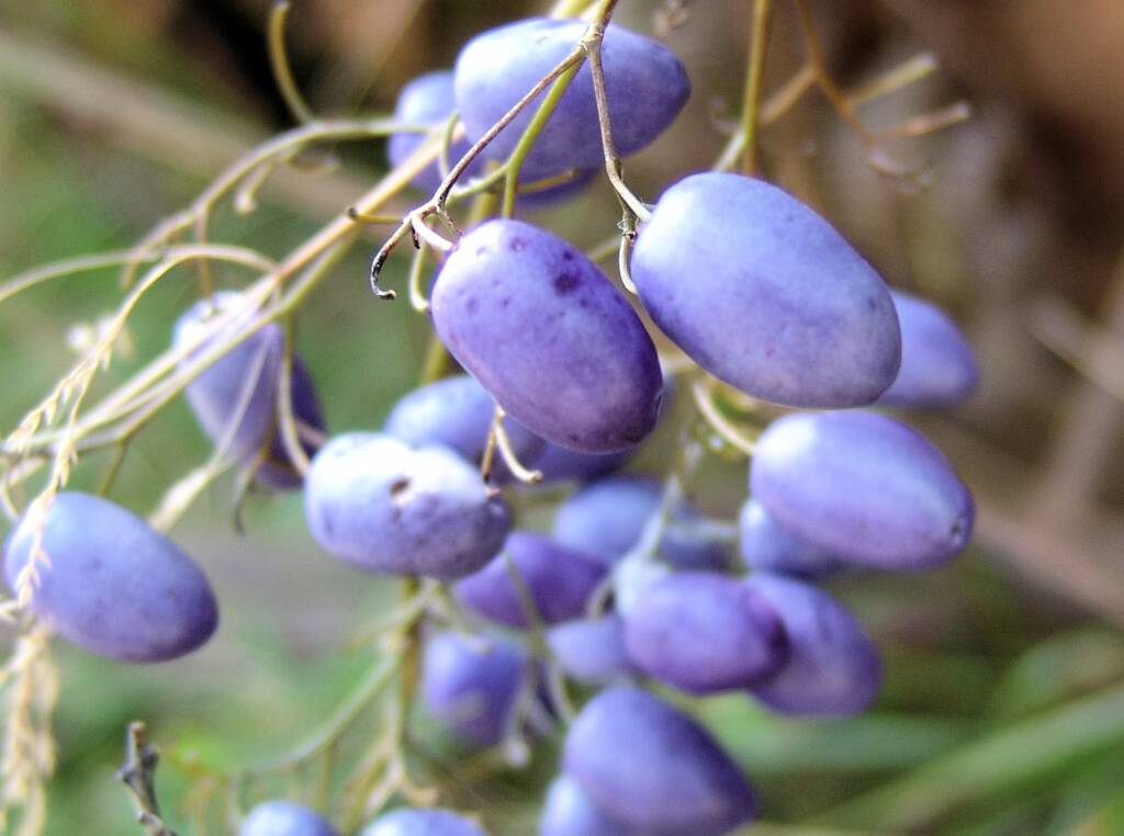 Dianella tasmanica, Mountain Creek, VIC