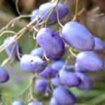Dianella tasmanica, Mountain Creek, VIC