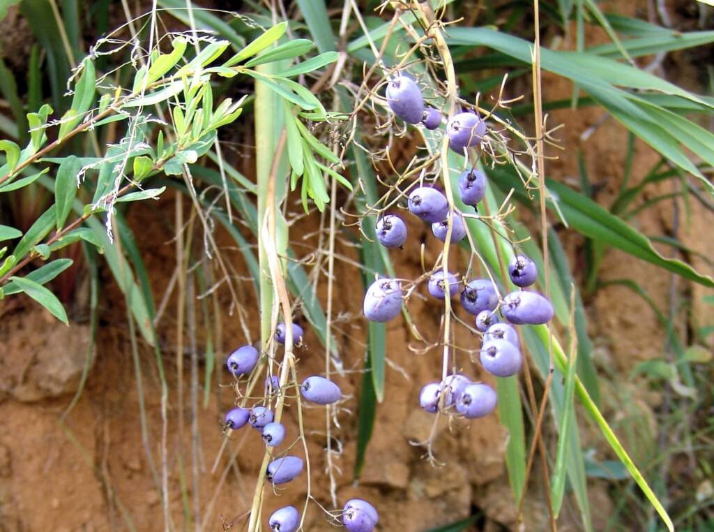 Dianella tasmanica, Mountain Creek, VIC