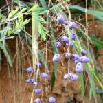 Dianella tasmanica, Mountain Creek, VIC