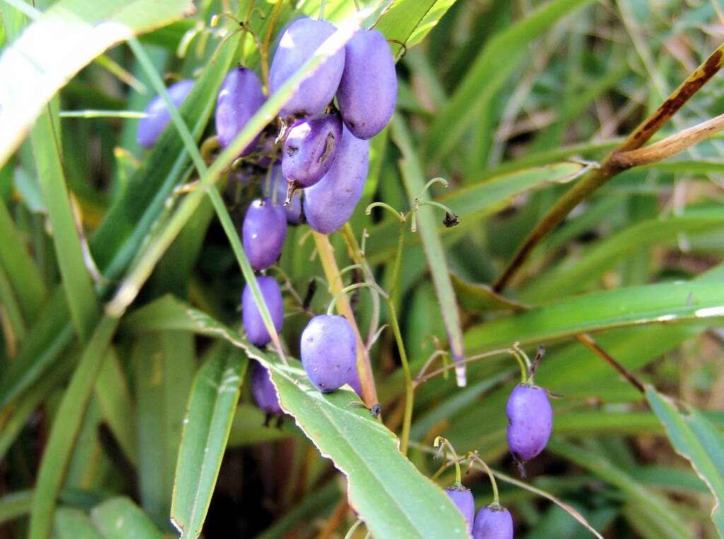 Dianella tasmanica, Mountain Creek, VIC