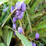 Dianella tasmanica, Mountain Creek, VIC