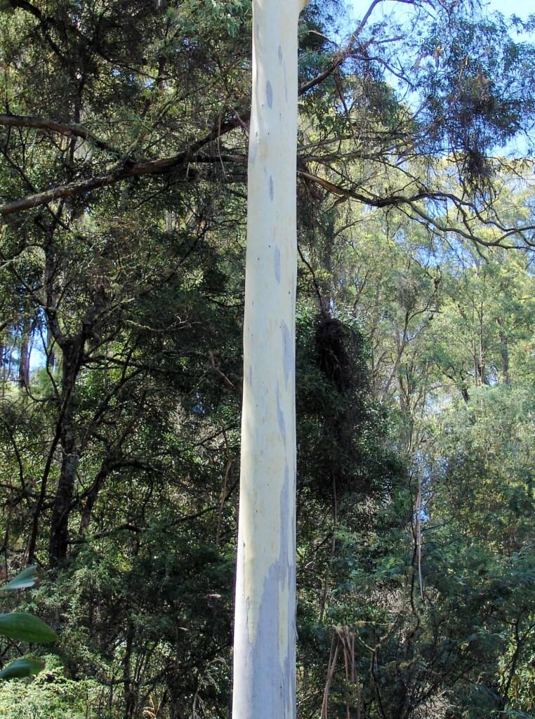 Eucalyptus, Mountain Creek, Alpine region, Victoria