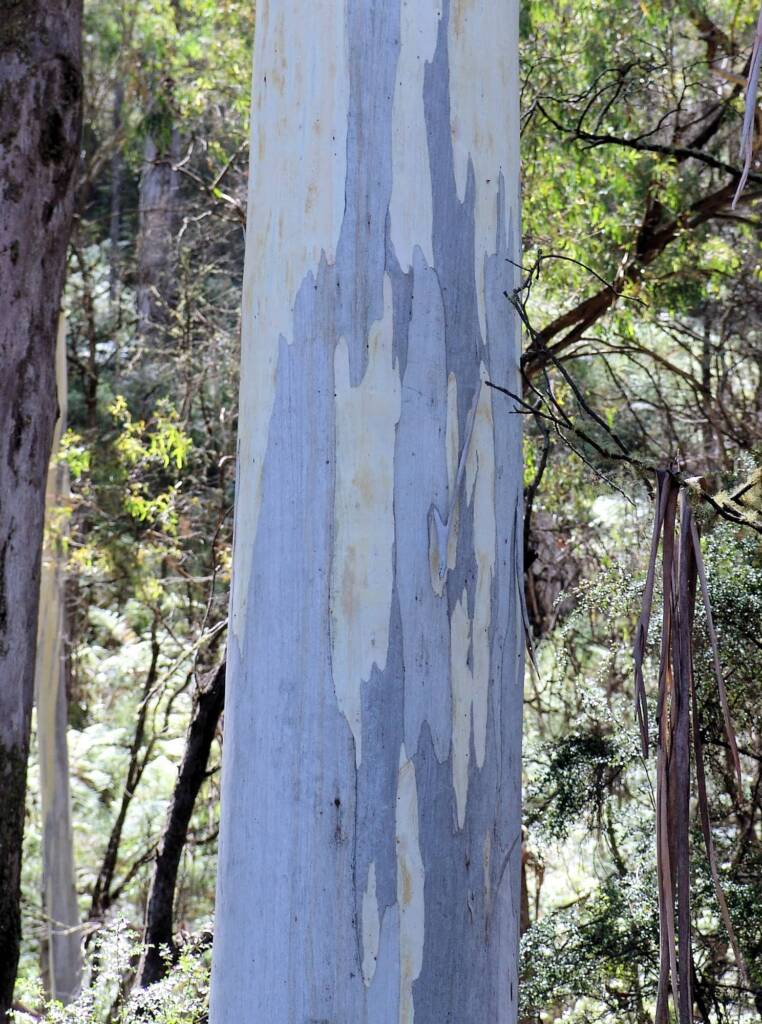 Eucalyptus, Mountain Creek, Alpine region, Victoria