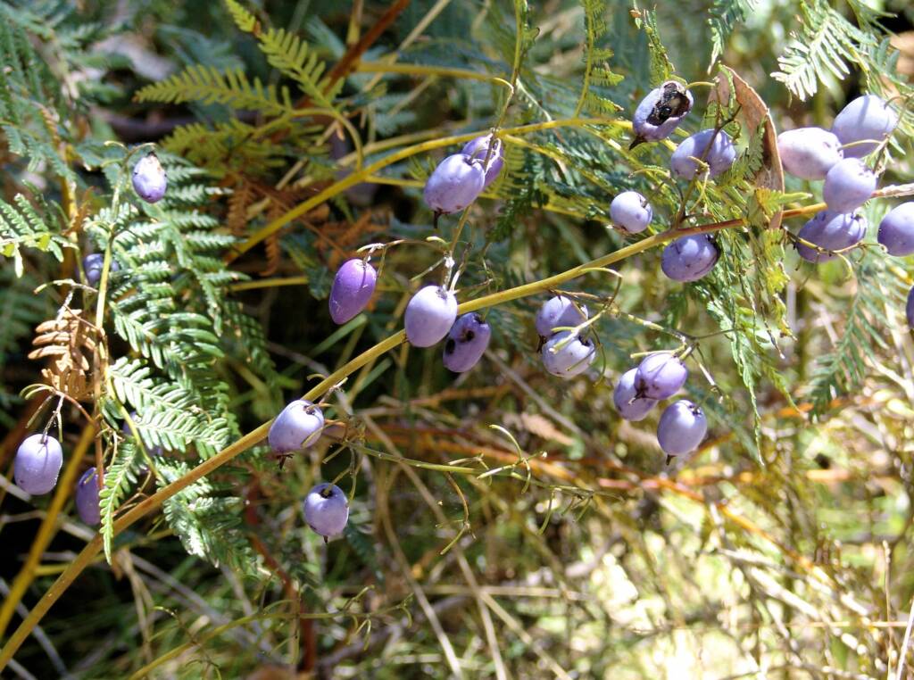 Dianella tasmanica, Mountain Creek, VIC