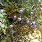 Dianella tasmanica, Mountain Creek, VIC
