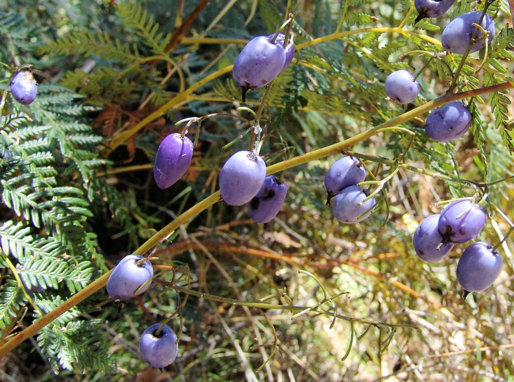 Dianella tasmanica, Mountain Creek, VIC