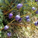 Dianella tasmanica, Mountain Creek, VIC