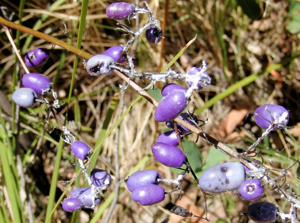 Dianella tasmanica, Mountain Creek, VIC