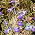 Dianella tasmanica, Mountain Creek, VIC