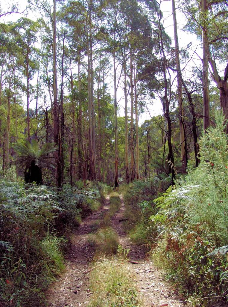 Tall forests of the Alpine National Park, Victoria