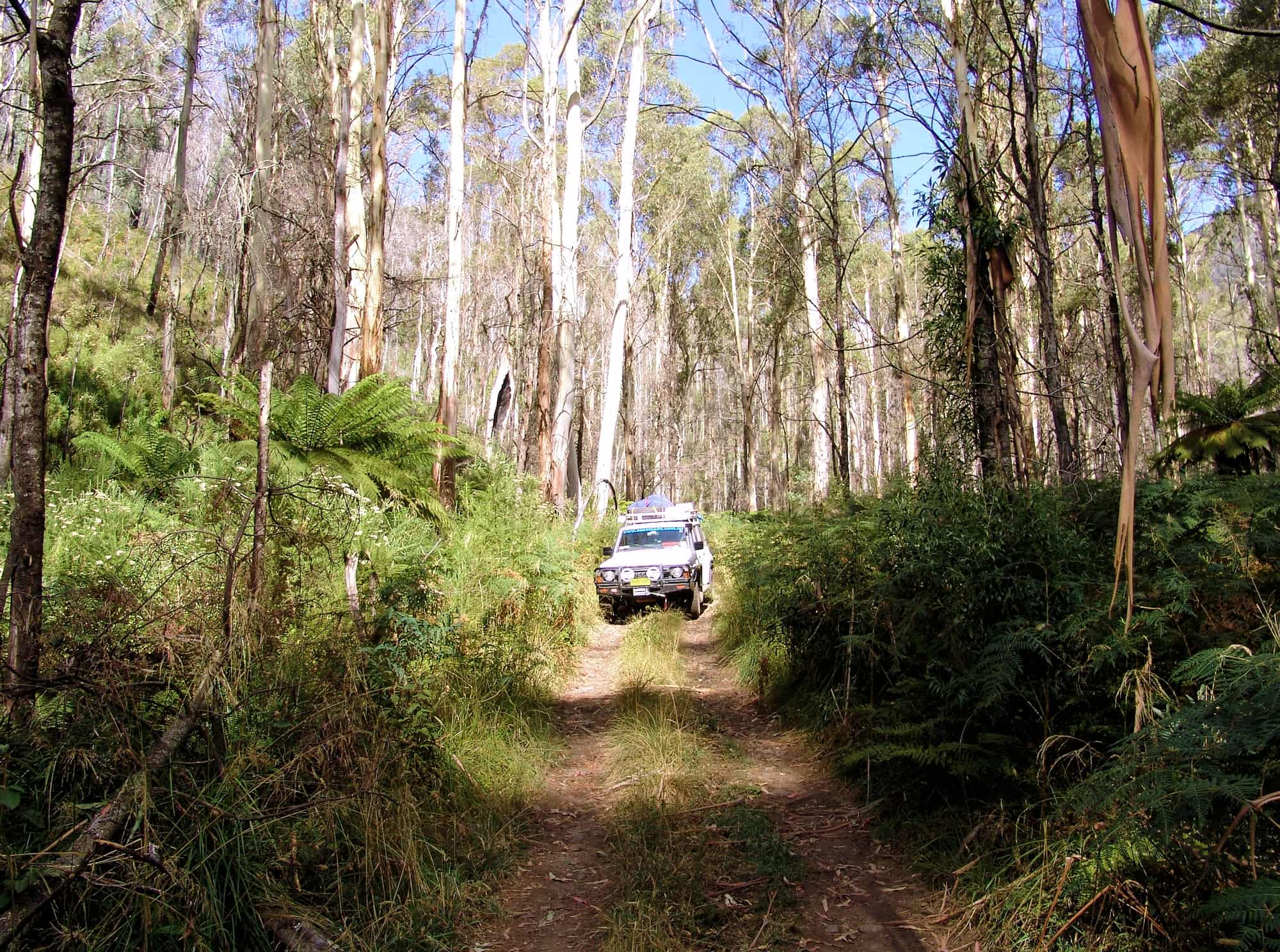 Driving through the tall forests of the Alpine National Park, Victoria