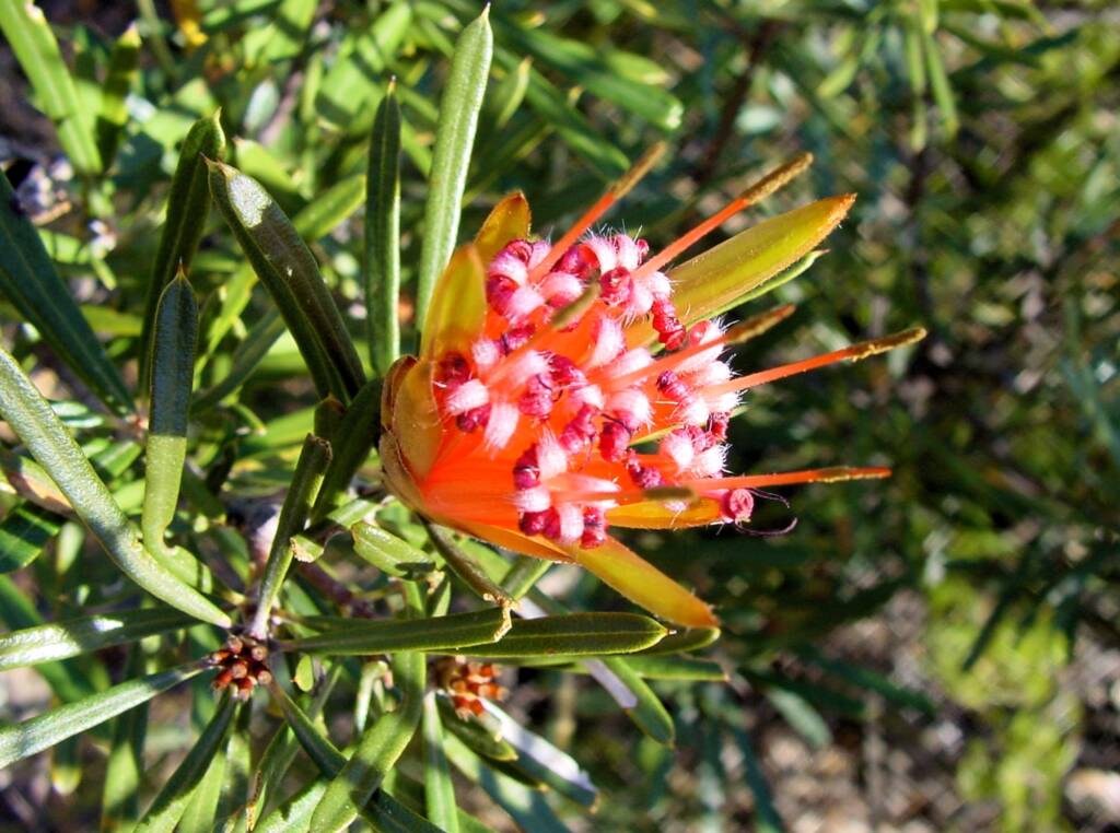 Mountain Devil (Lambertia formosa), Blue Mountains, NSW