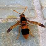 Mud Wasp (Abispa ephippium), Alice Springs, NT