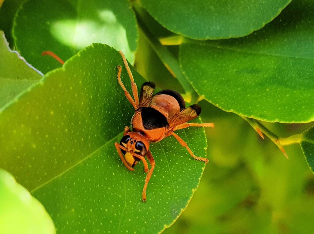 Mud Wasp (Abispa ephippium), Alice Springs, NT