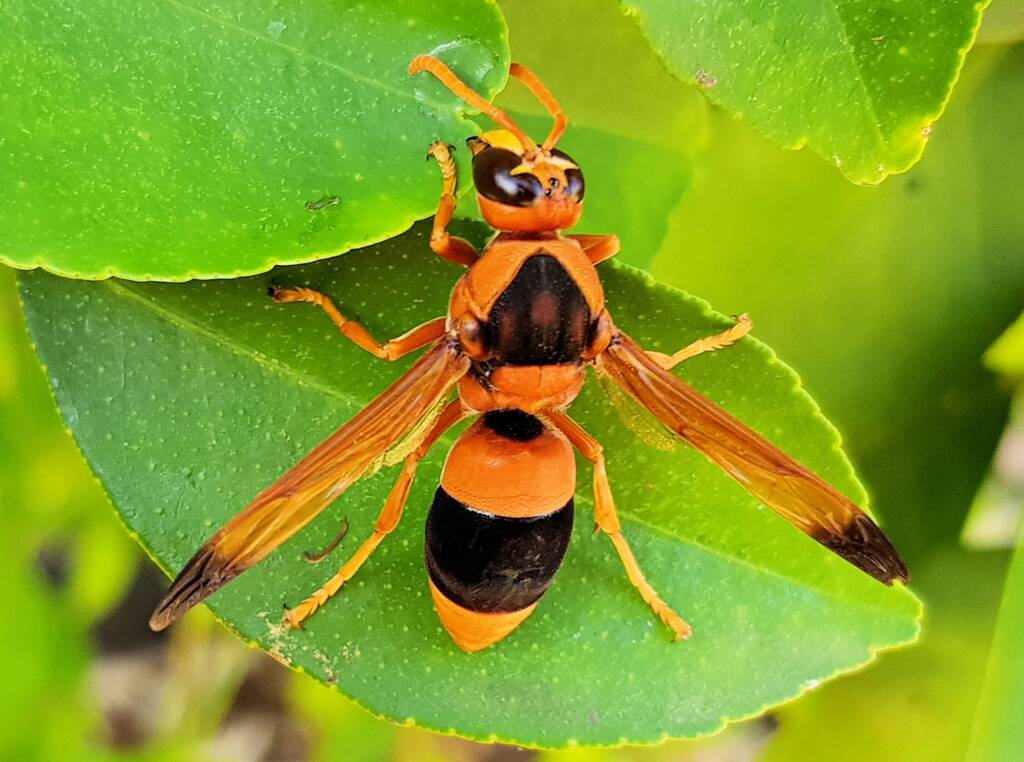 Mud Wasp (Abispa ephippium), Alice Springs, NT