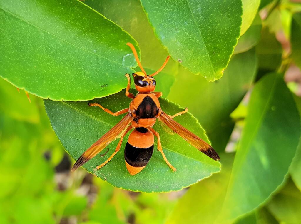 Mud Wasp (Abispa ephippium), Alice Springs, NT