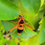 Mud Wasp (Abispa ephippium), Alice Springs, NT
