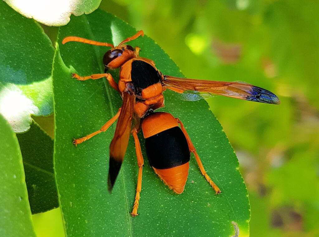 Mud Wasp (Abispa ephippium), Alice Springs, NT