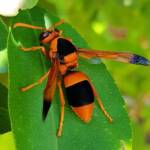 Mud Wasp (Abispa ephippium), Alice Springs, NT