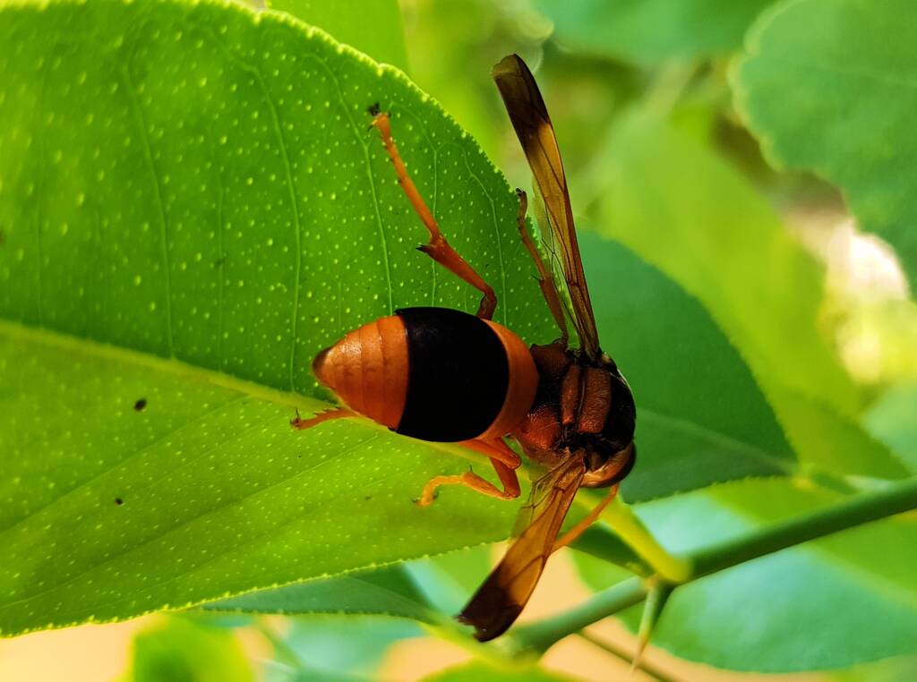 Mud Wasp (Abispa ephippium), Alice Springs, NT