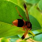 Mud Wasp (Abispa ephippium), Alice Springs, NT