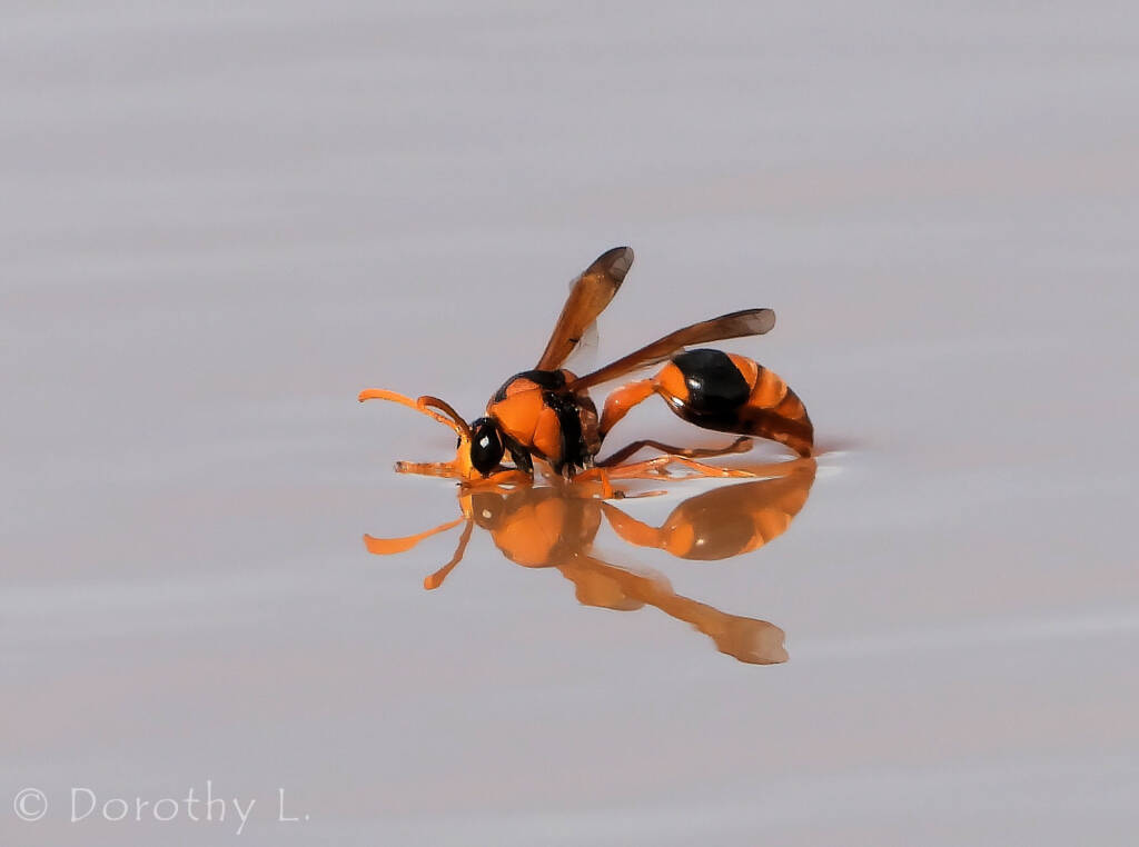 Potter Wasp (Eumenes latreilli), Kunoth Bore, NT