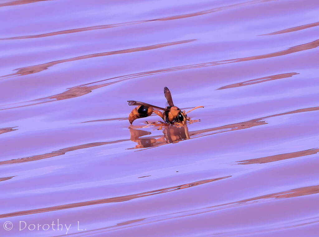 Potter Wasp (Eumenes latreilli), Kunoth Bore, NT