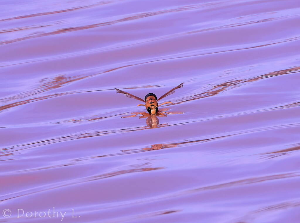 Potter Wasp (Eumenes latreilli), Kunoth Bore, NT