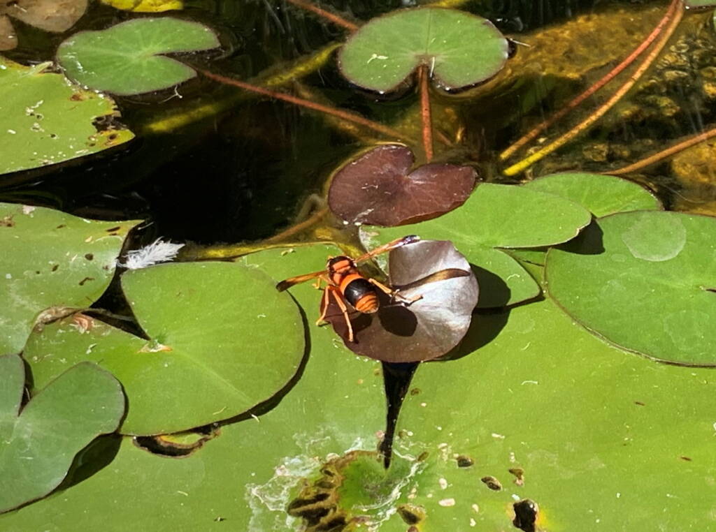 Potter Wasp (Eumenes latreilli), Alice Springs, NT