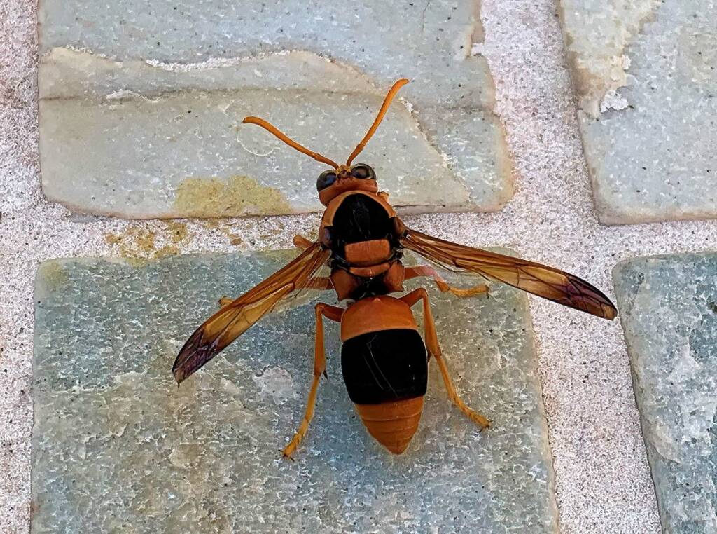 Potter Wasp (Eumenes latreilli), Alice Springs, NT