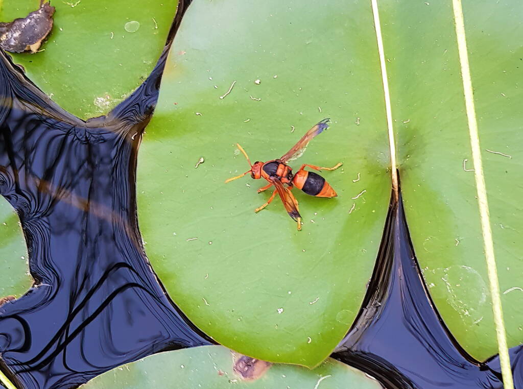 Potter Wasp (Eumenes latreilli), Alice Springs, NT