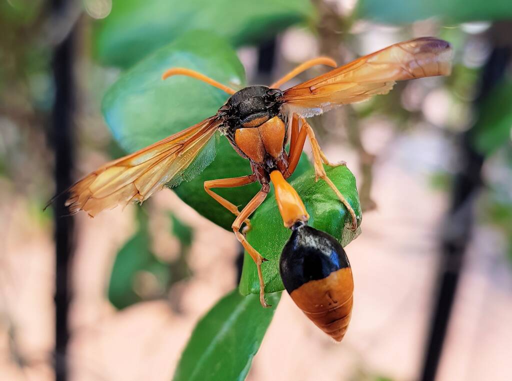 Mud Wasp (Eumenes latreilli), Alice Springs, NT