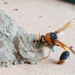 Orange-tailed Potter Wasp (Delta latreillei), Alice Springs, NT