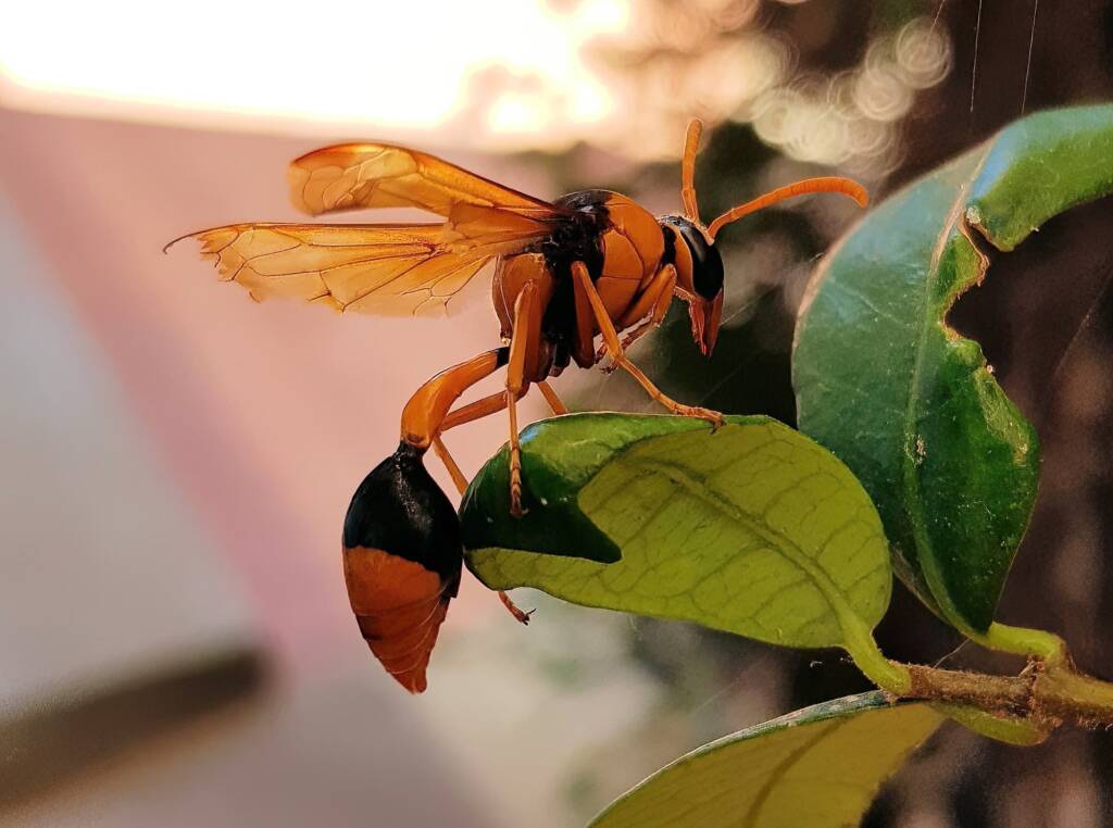 Orange-tailed Potter Wasp (Delta latreillei), Alice Springs, NT