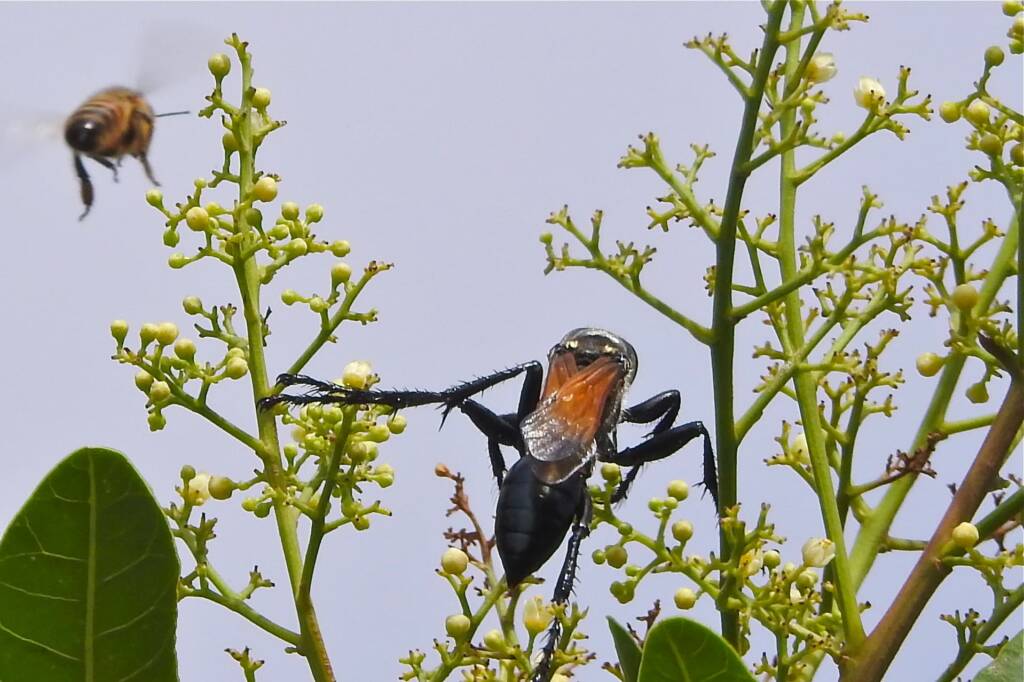 Tarantula Hawk (Pompilidae pepsis), WA © Gary Taylor