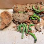 Larder content of a Potter Wasp (Eumenes latreilli) mud nest, Alice Springs