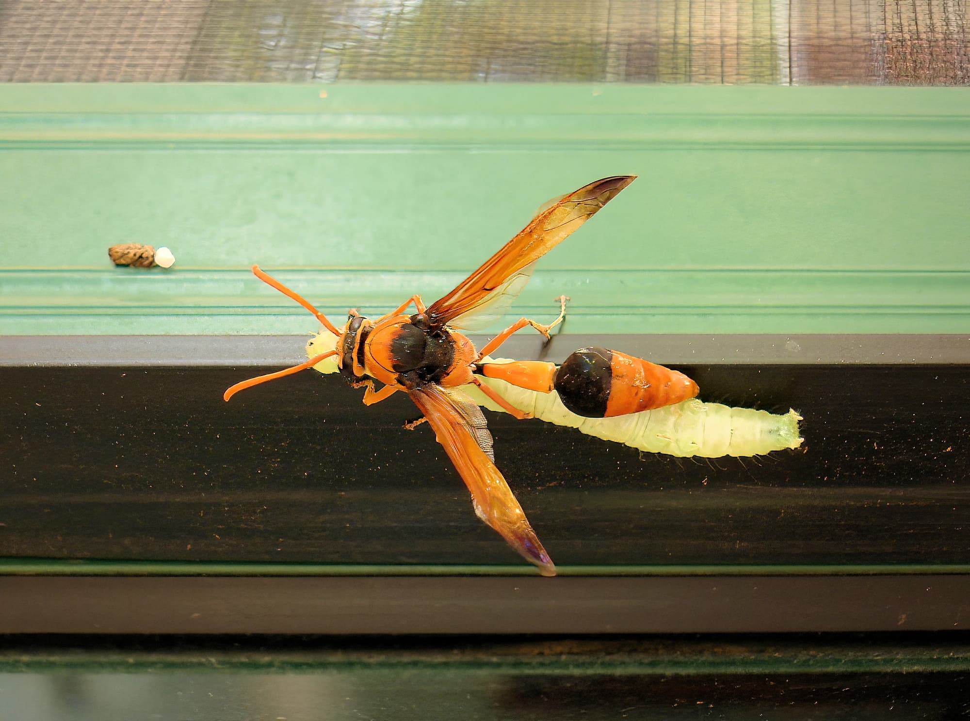 Potter Wasp (Eumenes latreilli) taking food back to mud nest, Alice Springs
