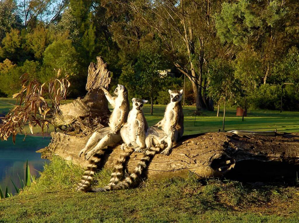 Ring-tailed Lemurs, Western Plains Zoo, NSW