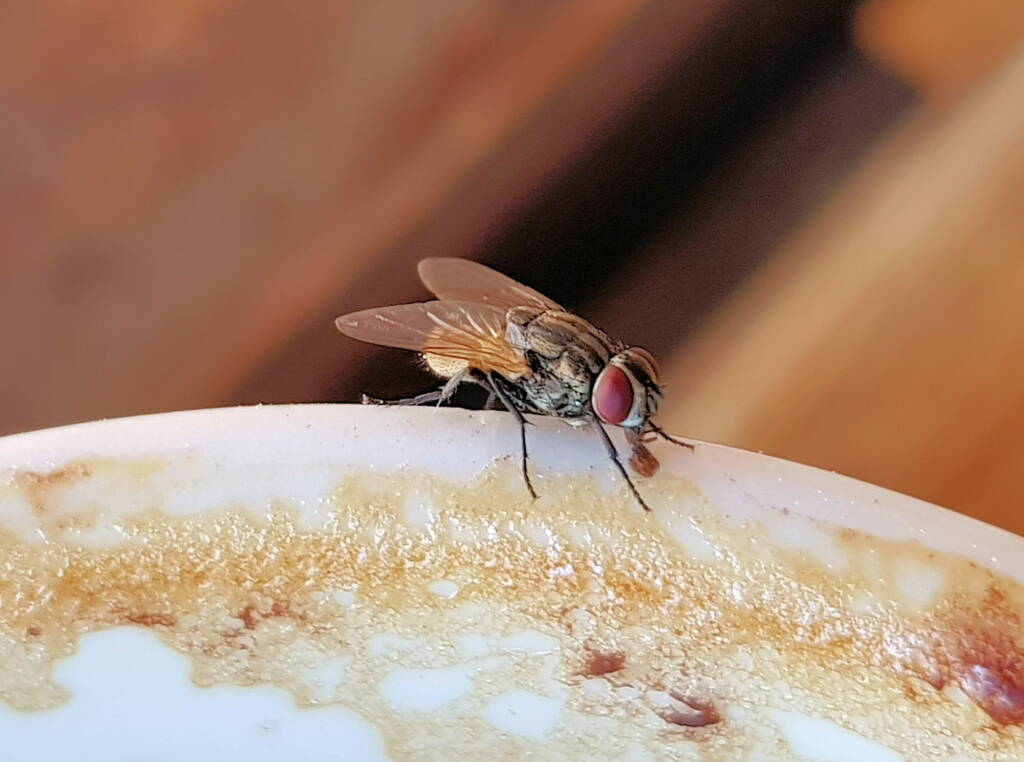 Sarcophaga aurifrons (Grey-striped Fly), Alice Springs, NT