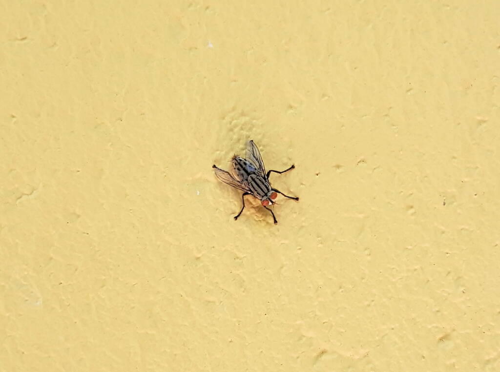 Sarcophaga aurifrons (Grey-striped Fly), Alice Springs, NT