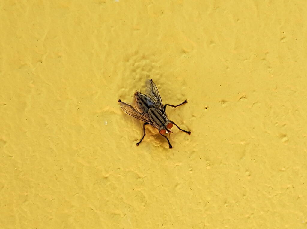 Sarcophaga aurifrons (Grey-striped Fly), Alice Springs, NT